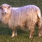 The Faroe Islands famously have more sheep than people
